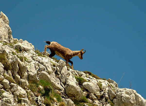 Camoscio d''Abruzzo Rupicapra pyrenaica ornata